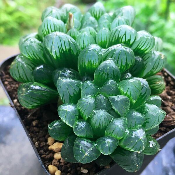 【激安】オブツーサ 大株 2株 ハオルチア 良株 美株 多肉植物 観葉植物 大人気 丈夫 高品質