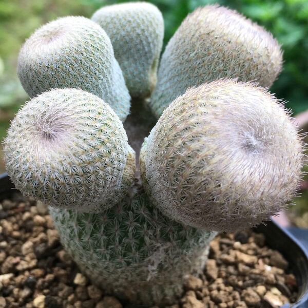 【激安】月世界 群生 子吹き多数 エピテランサ サボテン 良株 美株 丈夫 人気 多肉植物 観葉植物 高品質