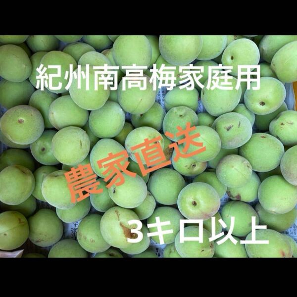 紀州南高梅 1箱限定低農薬ご家庭用青梅 3キロ以上