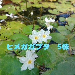 ヒメガガブタ【ヒメチドリ】5株