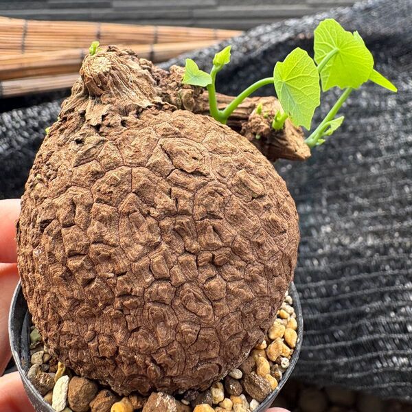 ステファニア スベローサ Stephania suberosa 発根発芽済み 塊根 多肉植物