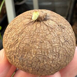 Stephania Erectaステファニア エレクタ4-5cm発芽 塊根植物 Erectaステファニア 美株 丸株