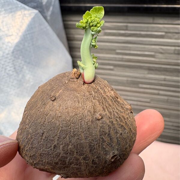 Stephania Erectaステファニア エレクタ 塊根植物 多肉植物 コーデックス