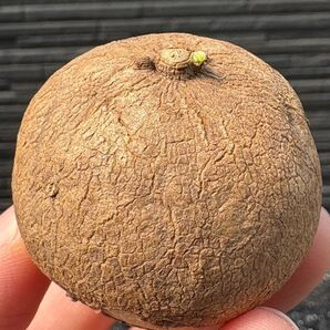 丸形Stephania Erectaステファニア エレクタ 発芽多肉植物 美株