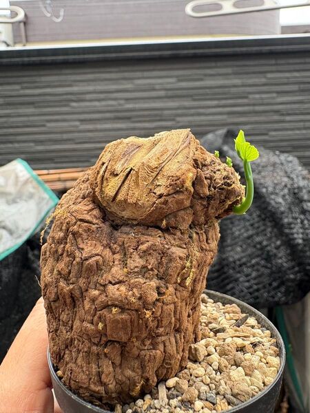 ステファニア スベローサ Stephania suberosa 発根発芽済み 塊根 多肉植物