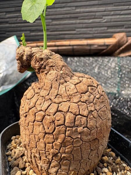 ステファニア スベローサ Stephania suberosa 発根発芽済み 塊根 多肉植物 塊根植物