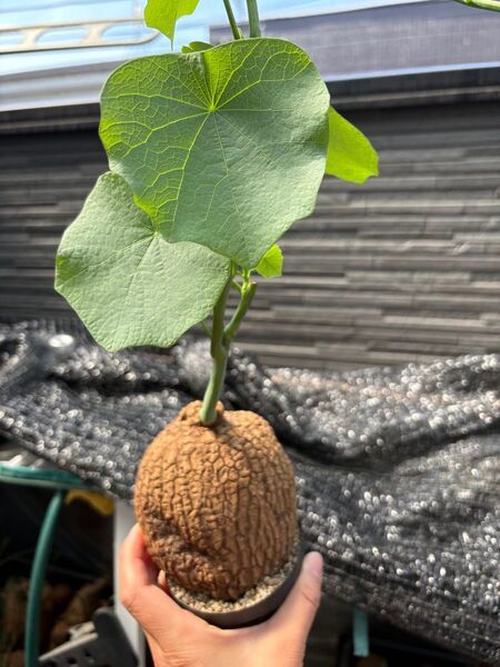 ステファニア スベローサ Stephania suberosa 発根発芽済み 塊根 多肉植物 植木鉢塊根植物