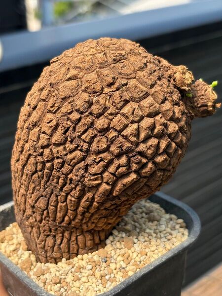 ステファニア スベローサ Stephania suberosa 発根発芽済み 塊根 スベローサ