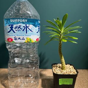 No.10残りわずか 状態良好 特大 ドルステニア ギガス 挿し木 鉢のまま発送。グラキリス ウィンゾリー コーデックス 塊根植物