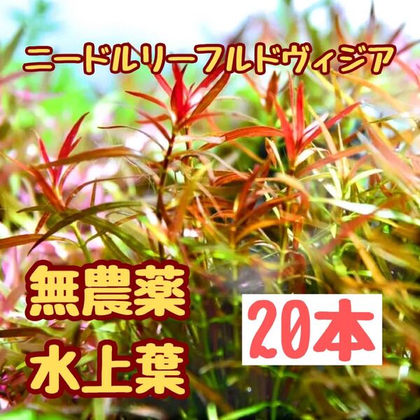 水草 ニードルリーフ水上葉20本 中・後景草 繊細な葉 おすすめ赤系水草 アクアリウム 水草レイアウト 無農薬 パケポス