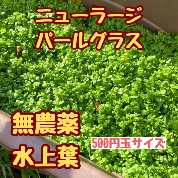 水草 ニューラージパールグラス水上葉500円玉サイズ おすすめ前景草 緑の絨毯 無農薬 ビオトープ アクアリウム 水草レイアウト
