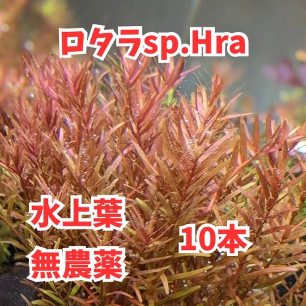水草 ロタラsp.Hra水上葉 10本 赤系水草 茂み 水草レイアウト 無農薬 パケポス