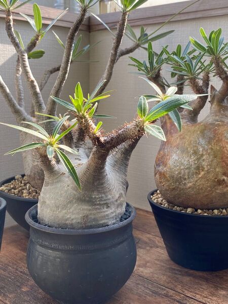 【週末限定価格】パキポディウム グラキリス 陶器鉢 山中勇人 塊根植物 Pachypodium gracilius