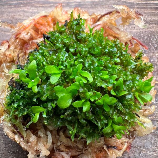 【激レア】リドレイ パカラン 前葉体 胞子体 もりもりもり XL⑥