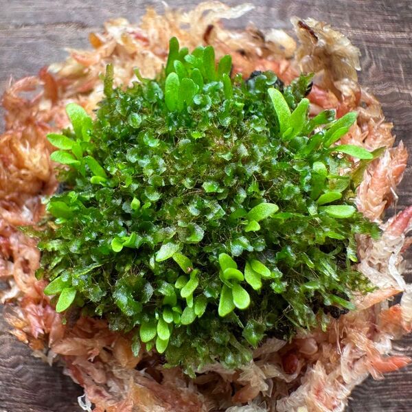 【タイムセール】激レア リドレイ パカラン 前葉体 胞子体 XL⑥