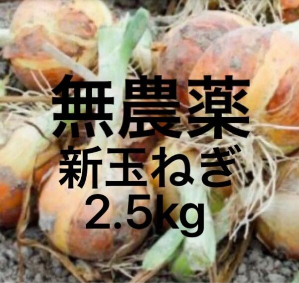 無農薬・除草剤、化学肥料不使用 新玉ねぎ 晩生ける玉 2.5kg