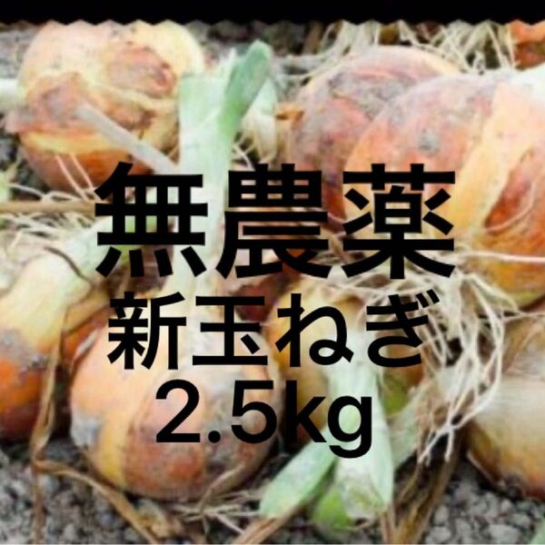 無農薬・除草剤、化学肥料不使用 新玉ねぎ 晩生ける玉 2.5kg