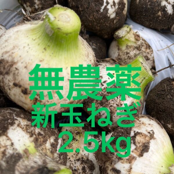 無農薬・除草剤、化学肥料不使用 新玉ねぎ 早生ソニック2.5kg