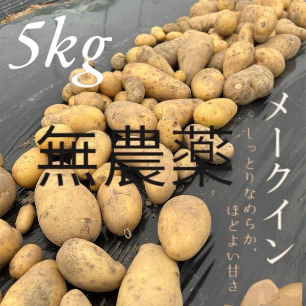 無農薬、除草剤・化学肥料無使用 新ジャガイモ メークイン 約5kg