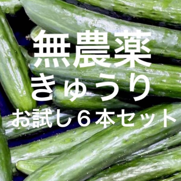 無農薬・除草剤、化学肥料不使用 きゅうりお試し5本セット