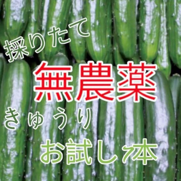 無農薬・除草剤、化学肥料不使用 きゅうりお試し6〜7本セット