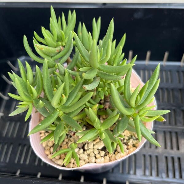 多肉植物 テトラゴナ 抜き苗