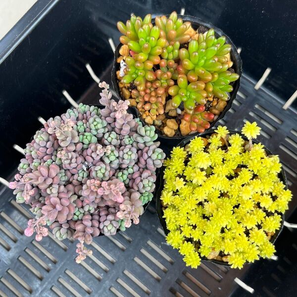 多肉植物 セダム 抜き苗 パープルヘイズ ドリームスター 虹の玉