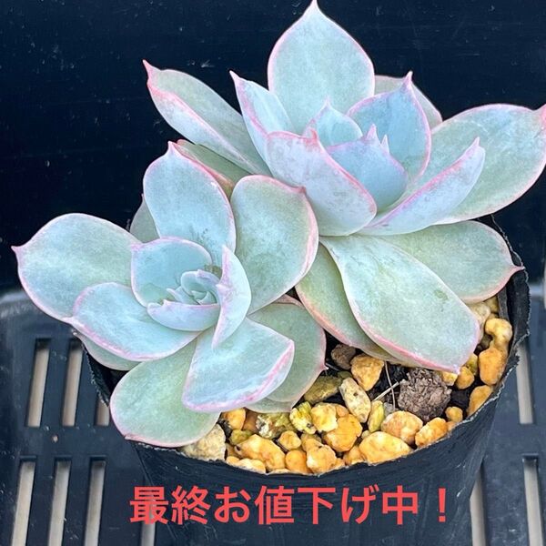 多肉植物 エケベリア サブサシリス 抜き苗