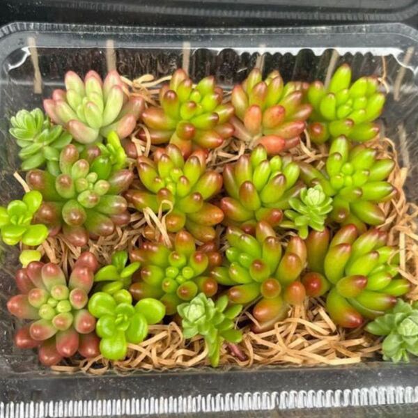 多肉植物 つぶつぶ多肉 セダム 虹の玉 オーロラ カット苗