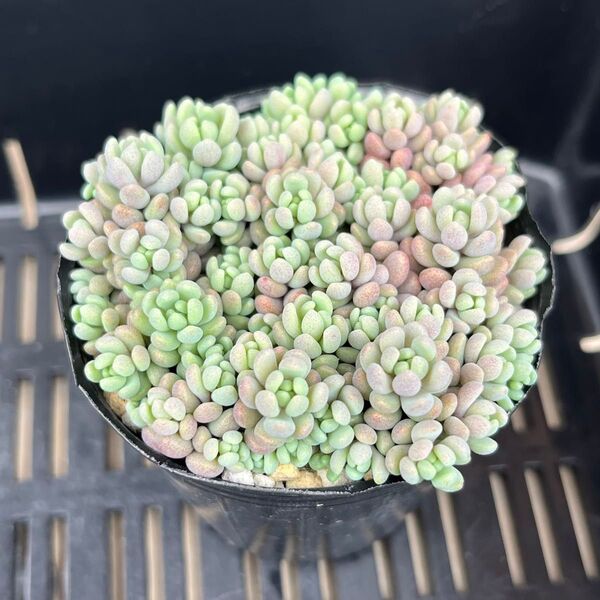 多肉植物 セダム パープルヘイズ 抜き苗