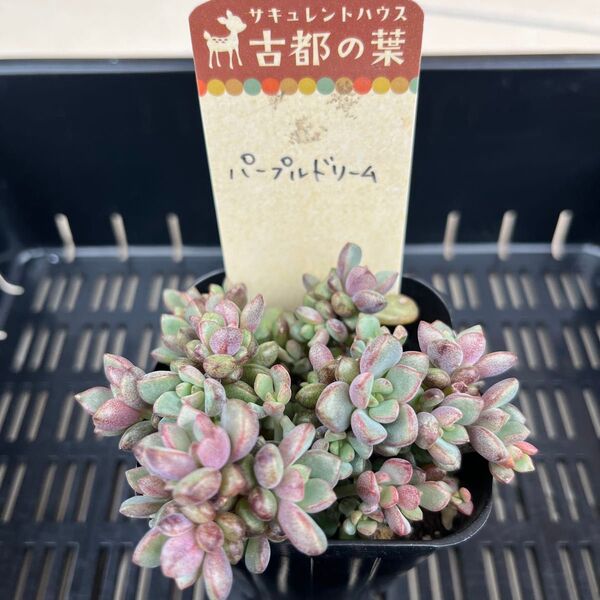 多肉植物 セダム パープルドリーム 抜き苗 古都の葉さん 札無し