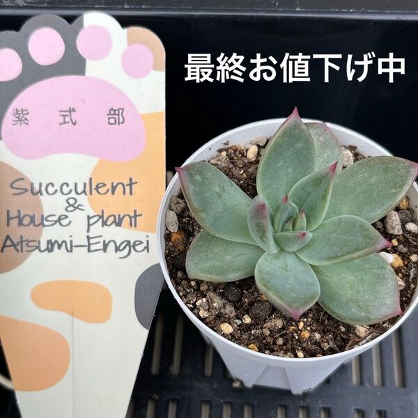 多肉植物 エケベリア 紫式部 渥美園芸さん苗 札無し