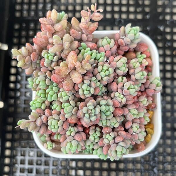 多肉植物 セダム パープルヘイズ 抜き苗