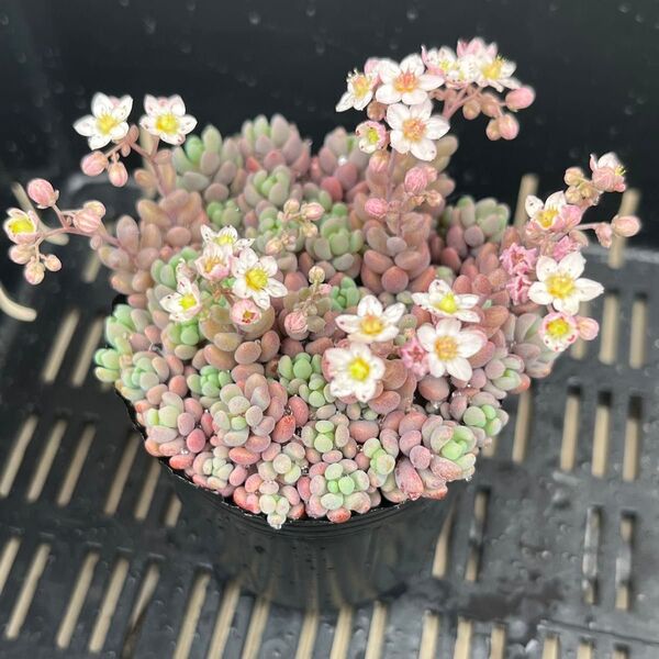 多肉植物 セダム パープルヘイズ 抜き苗 つぶつぶセダム