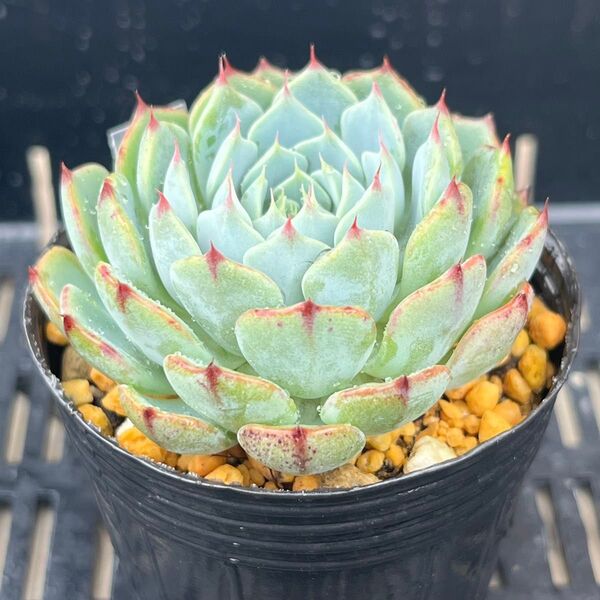 多肉植物 エケベリア シエラ 抜き苗