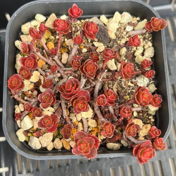 多肉植物 セダム ドラゴンズブラッド 抜き苗
