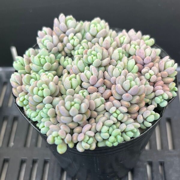 多肉植物 パープルヘイズ 抜き苗 つぶつぶ多肉