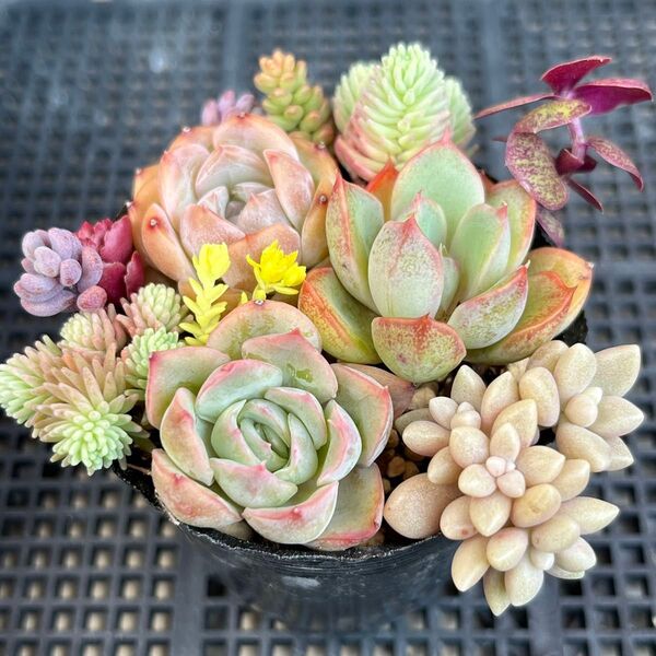多肉植物 ちまちま寄せ植え エケベリア セダム カット苗