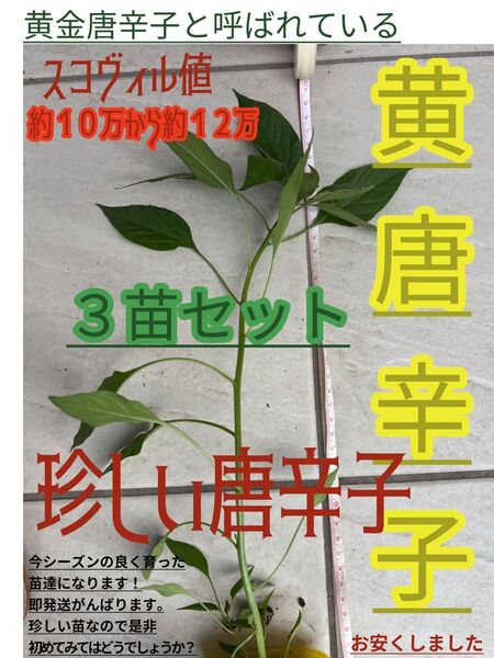 黄色唐辛子 格安 3苗セット