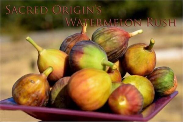 イチジク苗木 Watermelon Rush