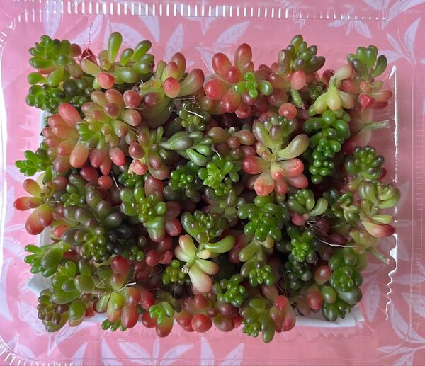 多肉植物 レッドベリー カット苗 ばらまき用
