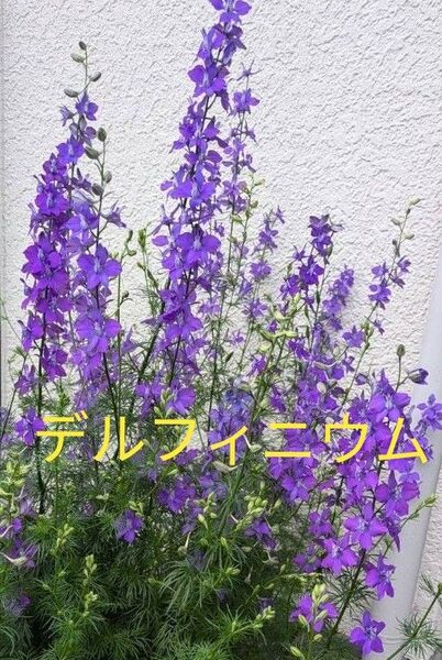 デルフィニウム 紫◆ 種 50個以上◆ ラークスパー 千鳥草◆ 秋蒔き 春咲き 自家採取 パープル