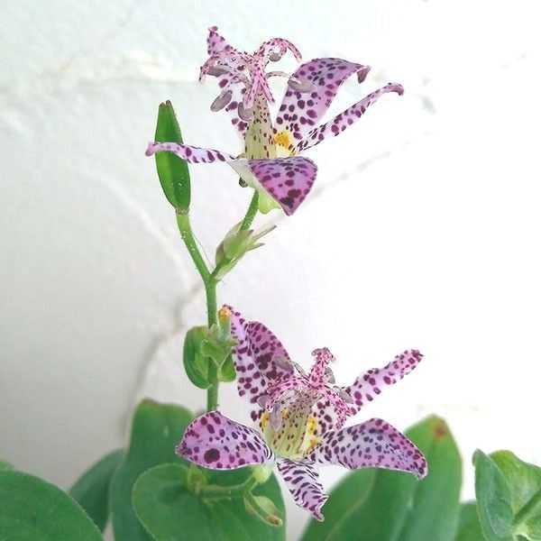 ホトトギス 3苗 ◆暑さに強い 山野草 ◆ 不如帰 ◆生け花 茶花