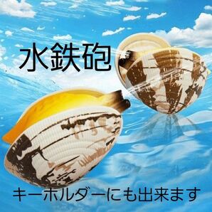 リアル 貝型 水鉄砲 あさり