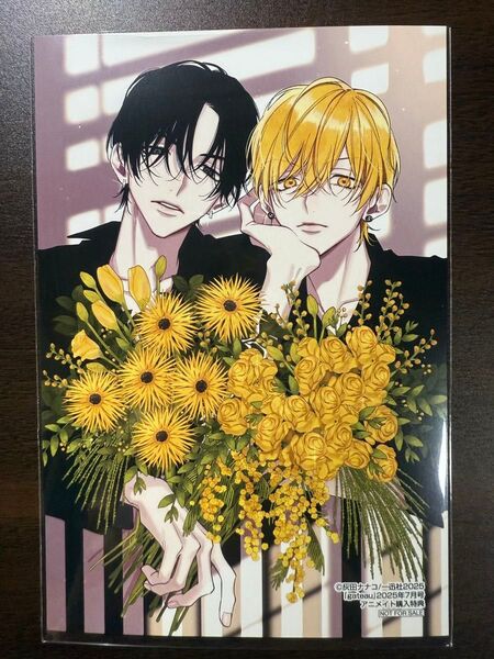 gateau 2025年 7月号 ガトー 灰田ナナコ 恋愛の条件 アニメイト特典 イラストカード