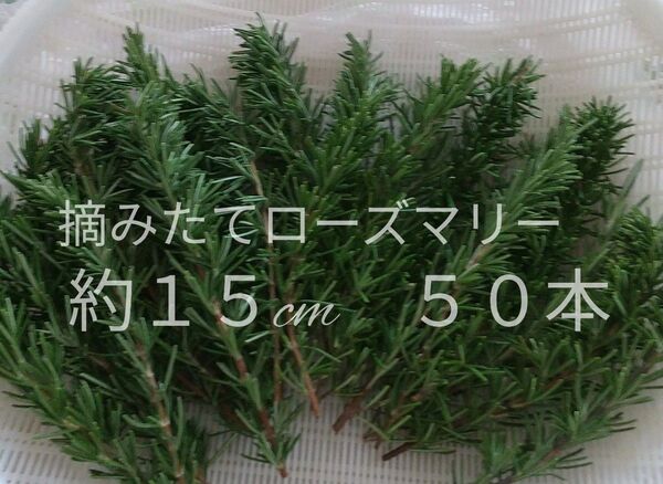 無農薬ローズマリー ( カット枝50本摘みたて後発送)