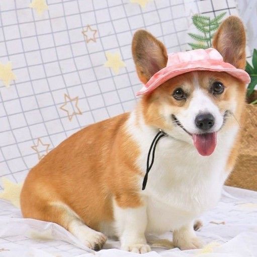 新品 犬用帽子 ハットタイプ 薄手生地あごひも付き ペット用品 夏帽子