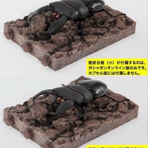 【いきもの大図鑑 くわがた10】スマトラオオヒラタクワガタ(内歯下がり・内歯上がり)2体セット オンライン版