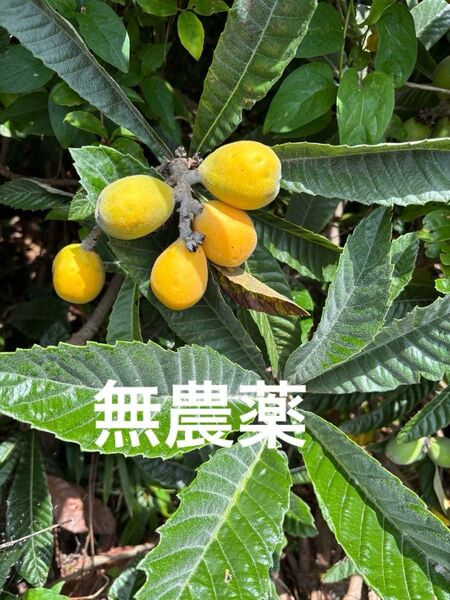 もぎたてコンパクト箱発送 無農薬