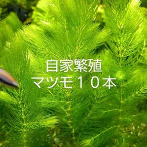【無農薬】 自家繁殖マツモ10本 【室内水槽育成】